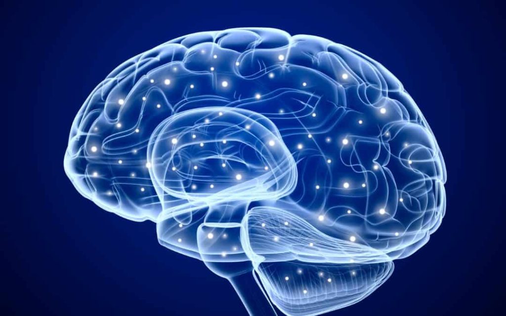 ¿Por qué las respuestas neurofisiológicas son tan difíciles de feminizar?